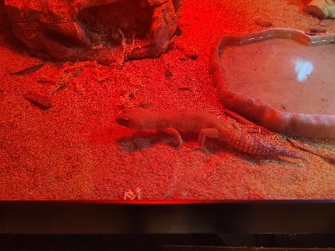leopard gecko 1 year,33 gallon tank 2 lights,shedding hide.mealworms