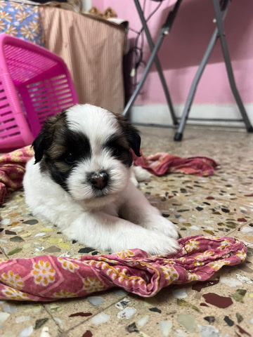 Lhasa Apso – Lhasa apso