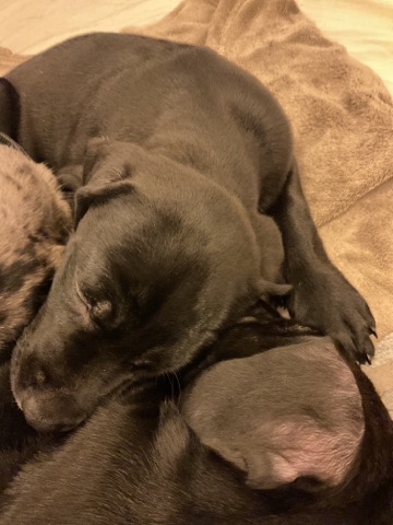 Labrador Retriever – three 8 week old lab pups