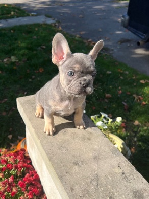 Frenchies