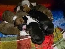 Boxer – Boxer puppies