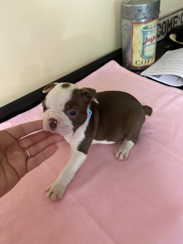 Boston Terrier – Sheila’s Bostons
