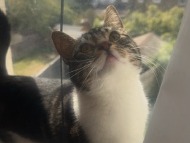 Others - cat  available for adoption in London