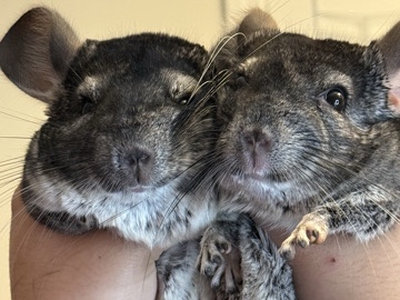pair chinchillas male