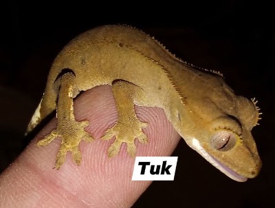 Gecko - Crested Geckos (babies) available for adoption in Cedar