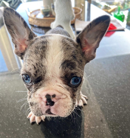 French Bulldog – blue merle frenchie must go asap $*** OBO