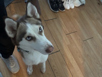 Siberian Husky – Beautiful 2 year old Siberian Husky – West York