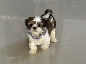 Shih Tzu – 3 months old puppy – Hyderabad