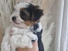 Yorkshire Terrier – Biewer Yorkshire terrier very small and very playful