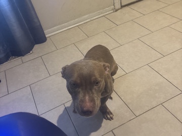 Pit Bull – He’s a Good boy