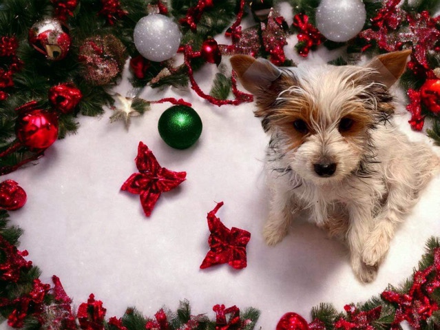 Yorkshire Terrier – AKC Yorkshire Terriers
