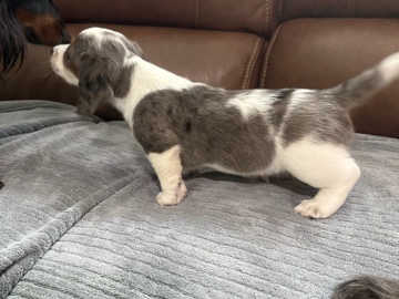 Dachshund – miniature long haired dachshunds – Winder