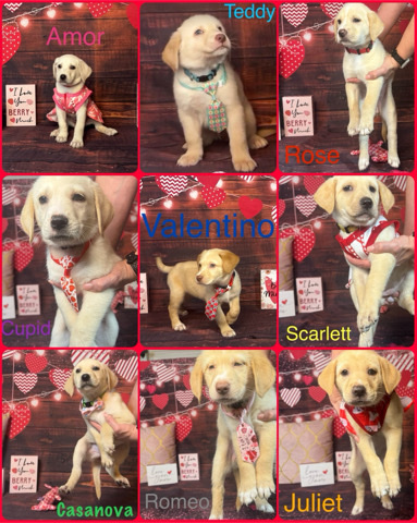 Golden Retriever – Goldador Shepsky mix puppies looking for furrever family