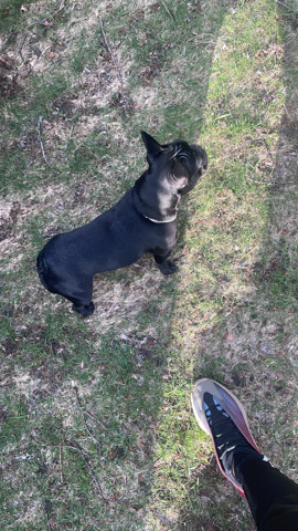 French Bulldog – Girl French Bulldog