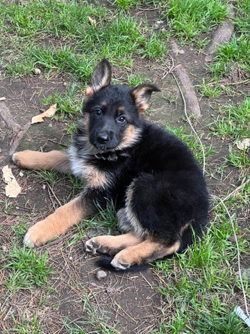 German Shepherd – German Shepard