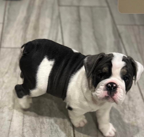 Bulldog – Bulldog