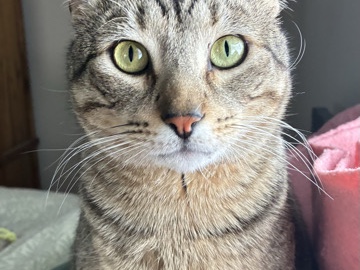 American Shorthair – Big Teddy Bear 🥰 – Kansas City