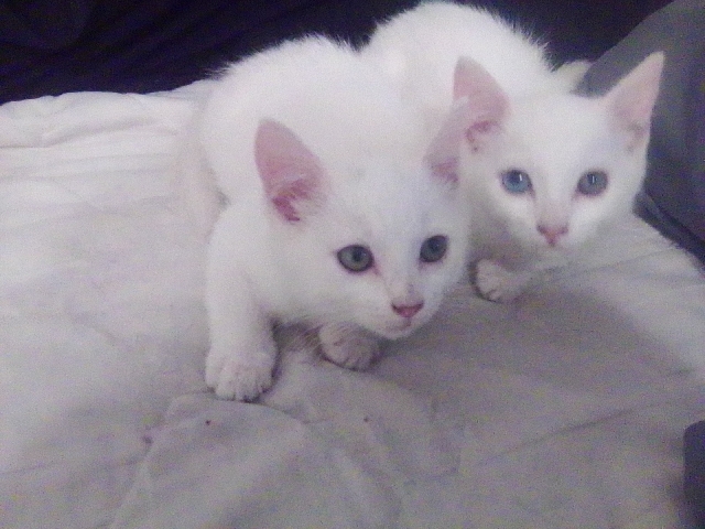 kitty's male and female 