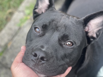 American Bulldog – Lilo, chienne pleine d’amour à donner – Tubize