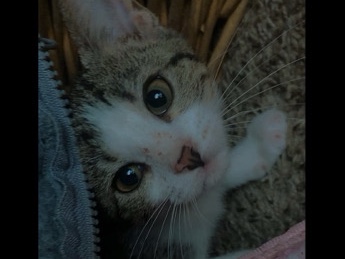 Cats – Fort Worth
