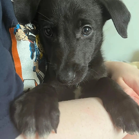 2 lurchers ready for there forever homes 