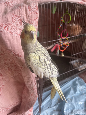 Cockatiel – Selling Bird
