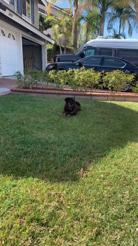 Rottweiler – pure breed Rottweiler