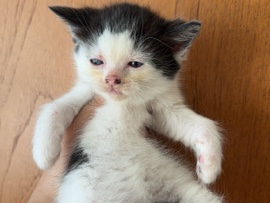 Ragdoll – mix breed