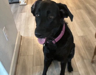 German Shepherd – German Sheppard lab mix