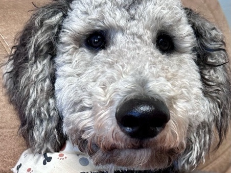 Labradoodle – labradoodle – Sahuarita
