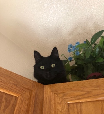 Luna needs a new Home