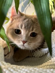 British Shorthair – British/Scottish Shorthair