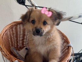 Cute fluffy puppy looking for loving home – Ajman