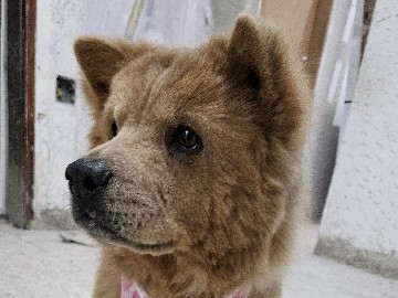 Chow Chow – Doação Chow-Chow Raça Pura Fêmea – São Paulo