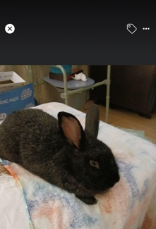 American – Rabbit