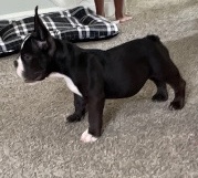 French Bulldog – French Bulldog
