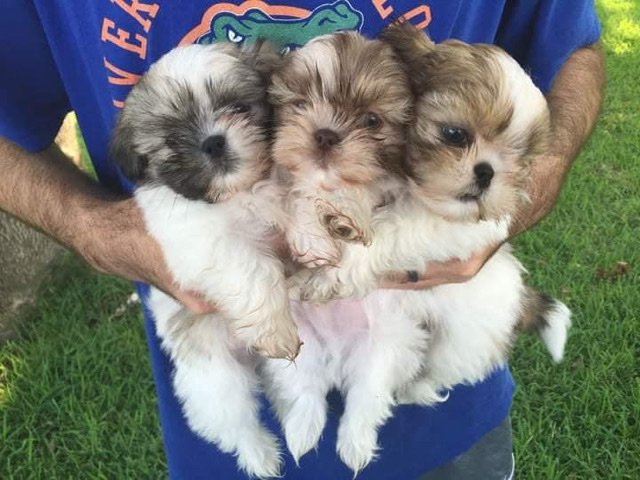 Shih Tzu – Shihtzu puppies