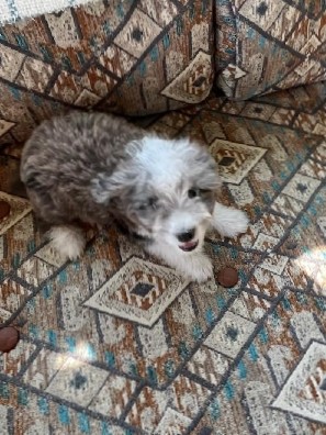 Australian Shepherd – Aussiepoo