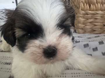 Shih Tzu – Male Shih Tzu puppy Goliath – Los Angeles