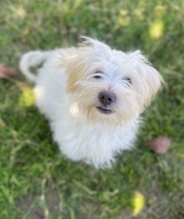 Terrier mix Maltipoo