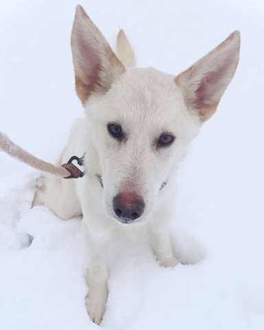 German Shepherd – Sweet male GSD mix for sale! Young, neutered