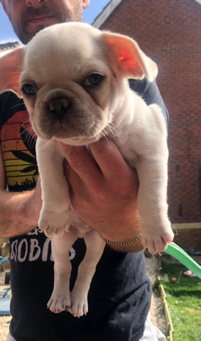 French Bulldog – French bulldogs