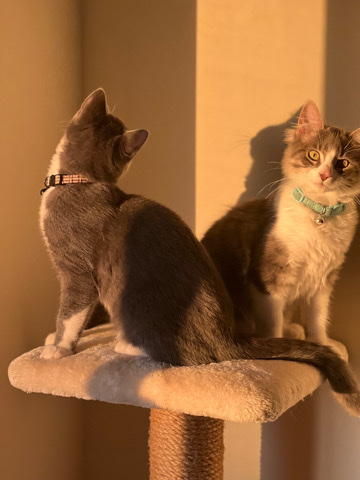 Russian Blue – 2 male Russian blue/ragdoll kittens