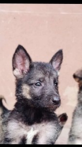 German Shepherd – German Shepherd for sale in Nigeria , ibadan