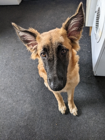 Belgian Shepherd Dog (Malinois) – Belgian shepherd