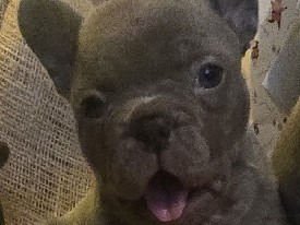 French Bulldog – Französische Bulldogge – Bogel