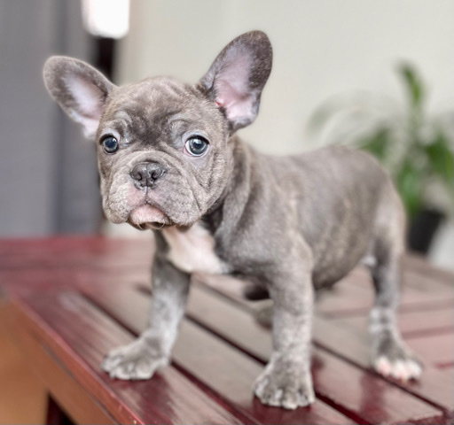 French Bulldog – French Bulldog