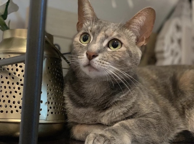 American Shorthair – Loving 3-year-old domestic shorthair car looking for a new home – North Bergen