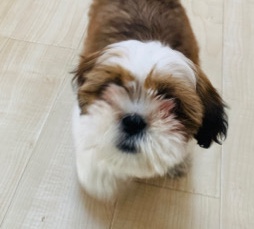 Shih Tzu – cute male Shih Tzu