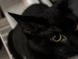 verkaufe meine kleine Katze – Boxberg/Oberlausitz